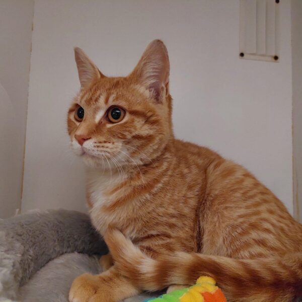 Griffin - loving little smoocher - Image 3