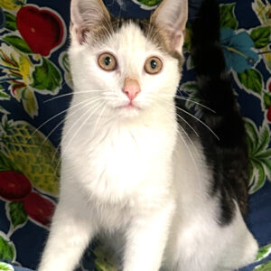 Coral - sweet and playful kitten