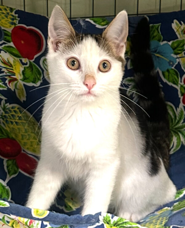 Coral - sweet and playful kitten - Image 2