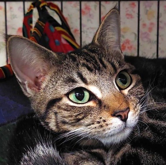 Bindi - lovely family kitten