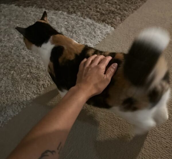 Rosie & Callie - need another chance - Image 5
