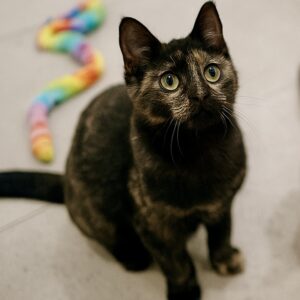 Hazel - sweetheart in a tortie coat
