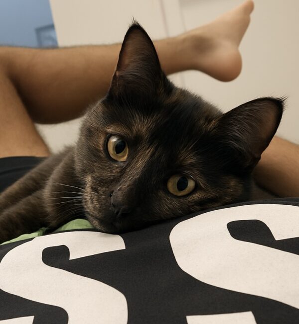 Hazel - sweetheart in a tortie coat - Image 2