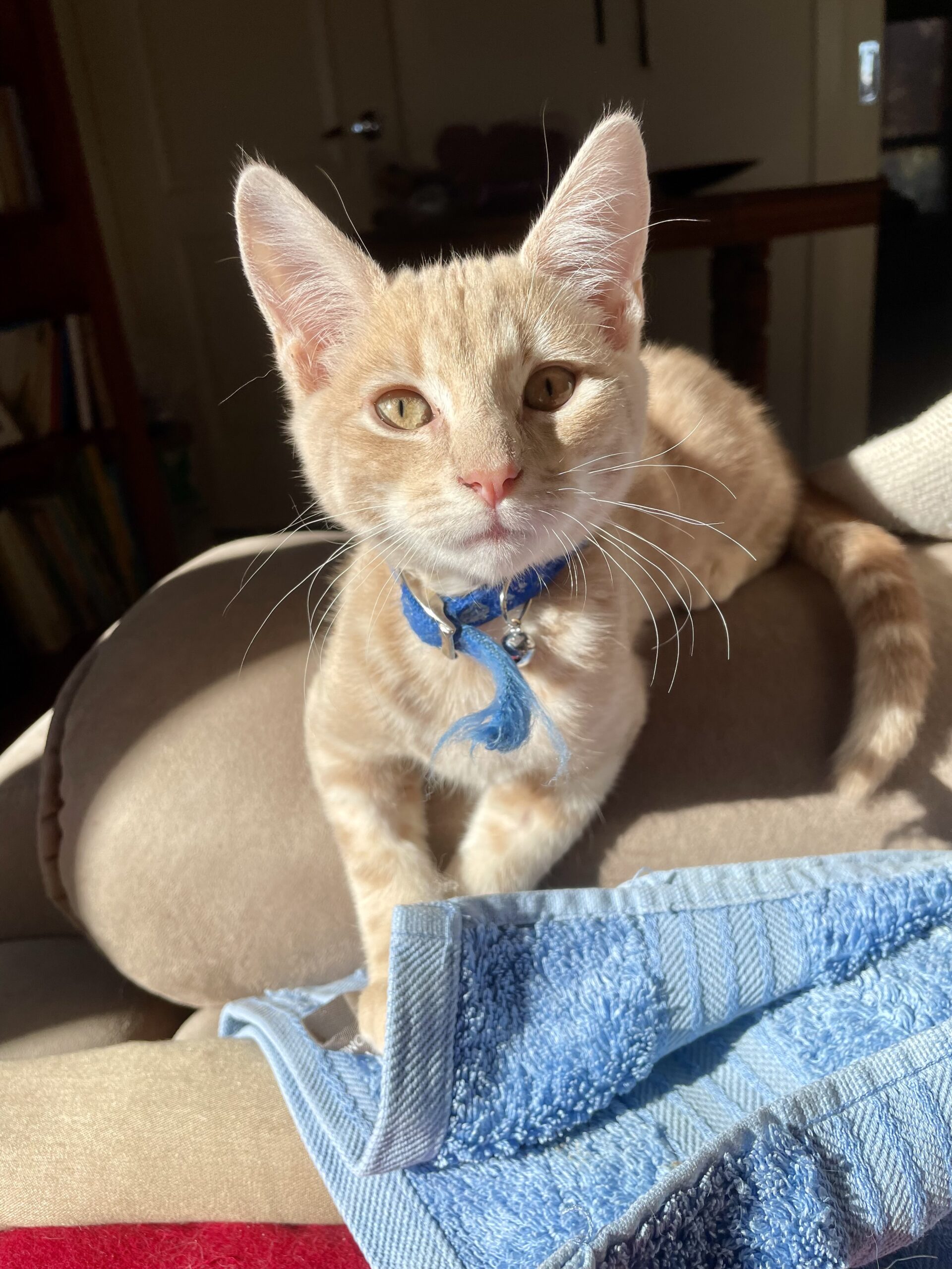 Chuuya - playful and affectionate companion