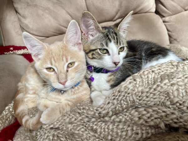 Osamu and Chuuya - inseparable brothers full of love - Image 2