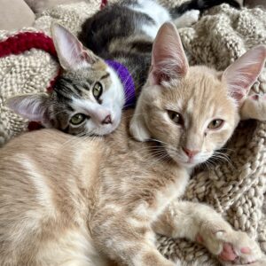 Osamu and Chuuya - inseparable brothers full of love