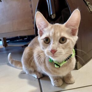 Kokora - little explorer with a big heart