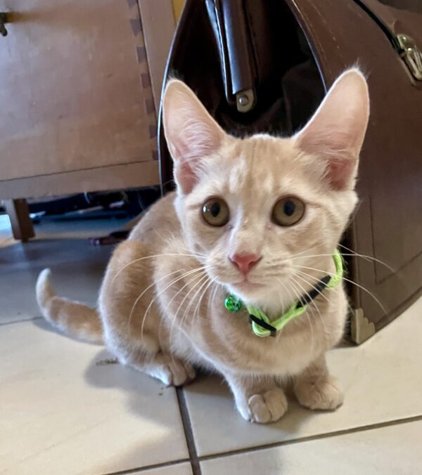 Kokora - little explorer with a big heart