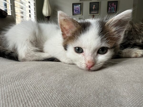 Mochi - little social butterfly - Image 2
