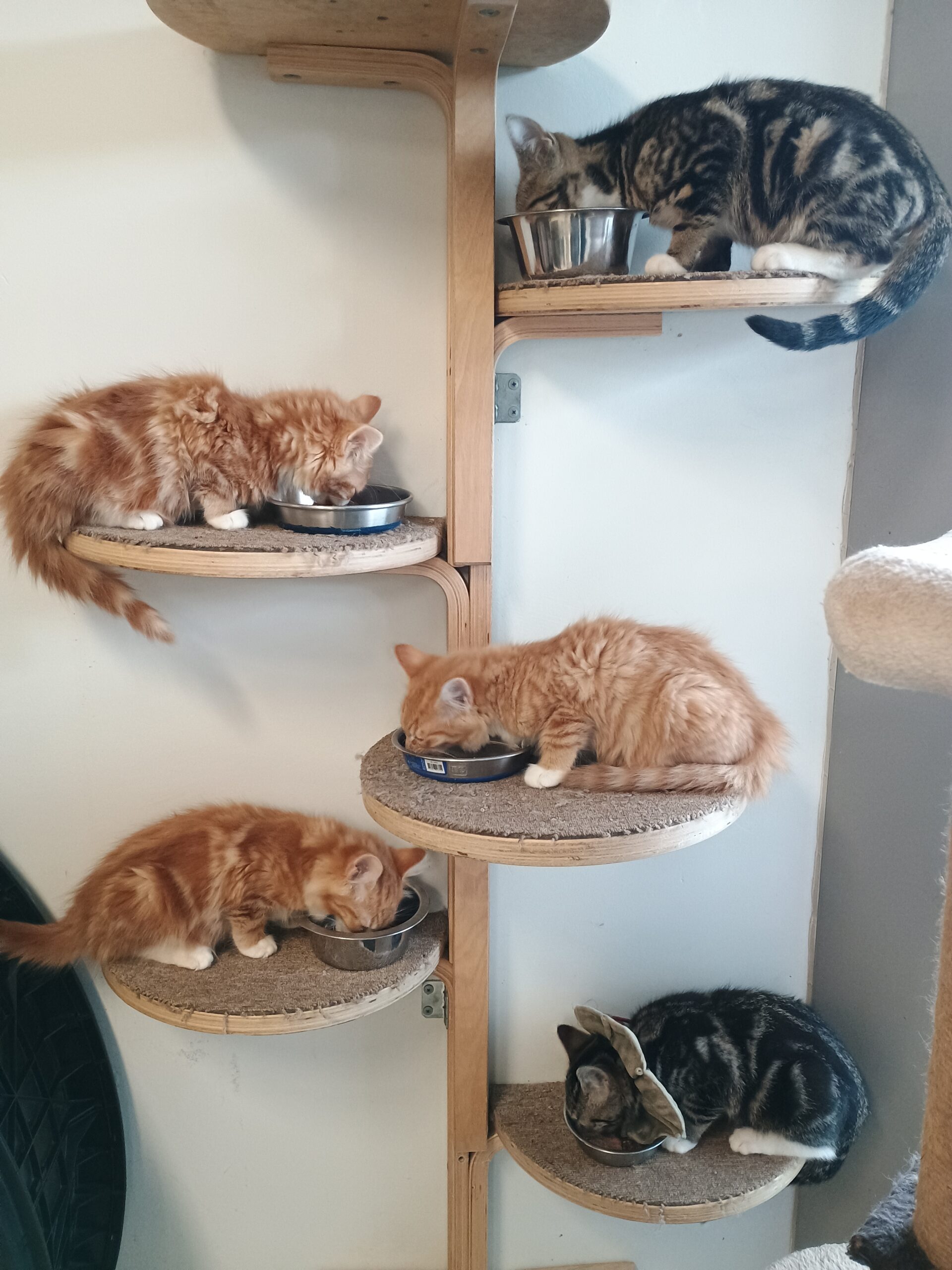 Osamu - curious and cuddly - Image 3