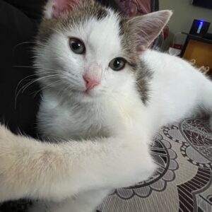 Mochi - little social butterfly