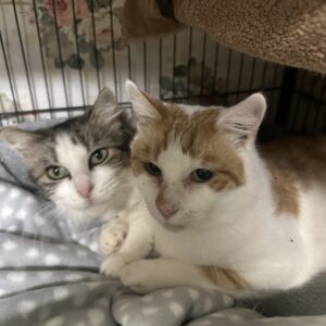 Aladdin and Jasmine - forever friends