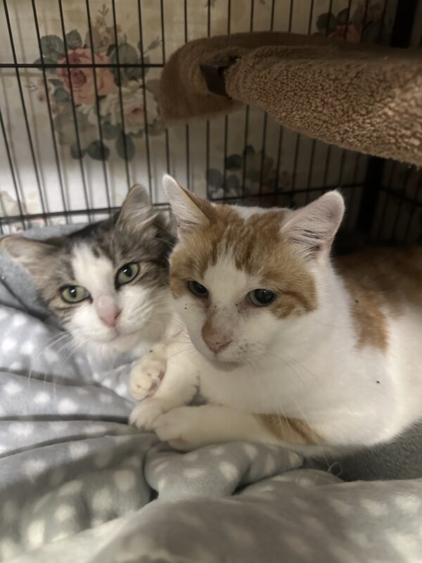 Aladdin and Jasmine - forever friends