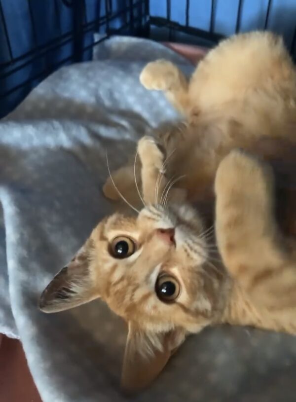 Griffin - loving little smoocher - Image 4
