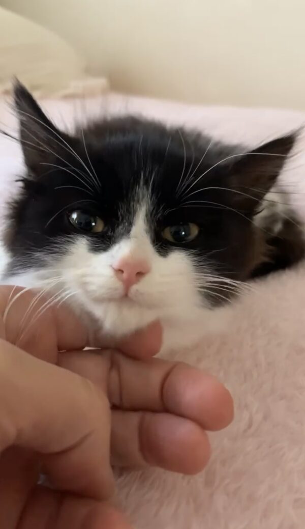 Amelia - sweet little cuddlebug - Image 3