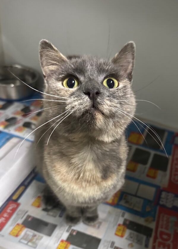 Faith - Little Miss Chatterbox