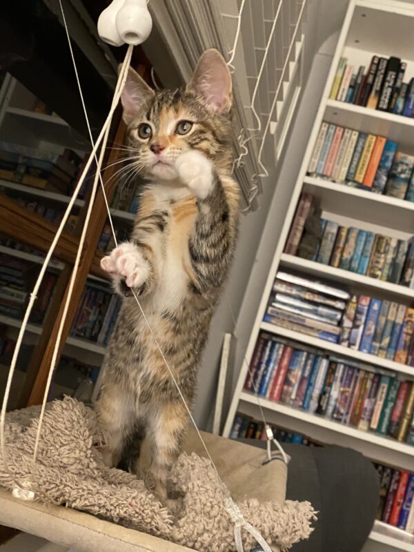 Taffy - cheerful, confident and cuddly kitten - Image 2