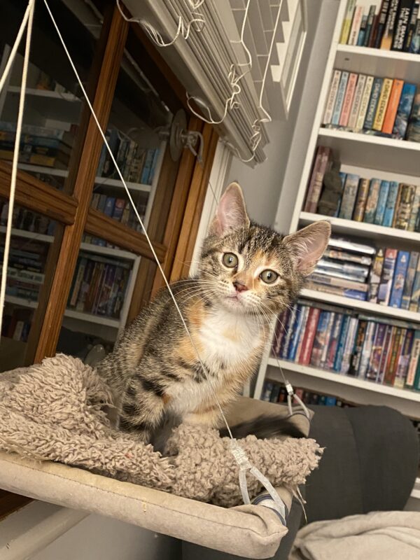 Taffy - cheerful, confident and cuddly kitten - Image 4