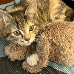 Taffy - cheerful, confident and cuddly kitten