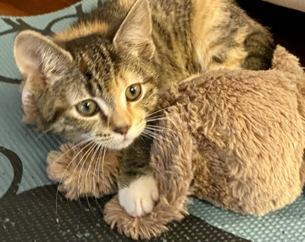 Taffy - cheerful, confident and cuddly kitten