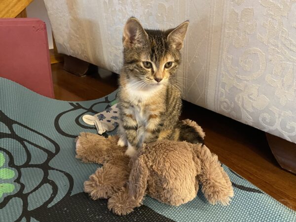 Taffy - cheerful, confident and cuddly kitten - Image 3