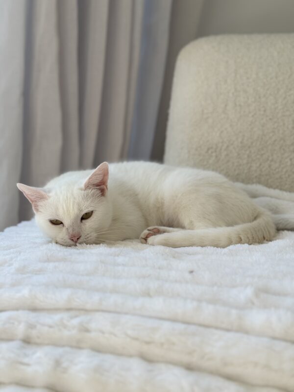 Antoinette - loyal companion - Image 3