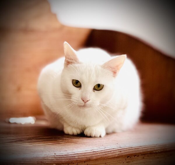 Antoinette - loyal companion - Image 2