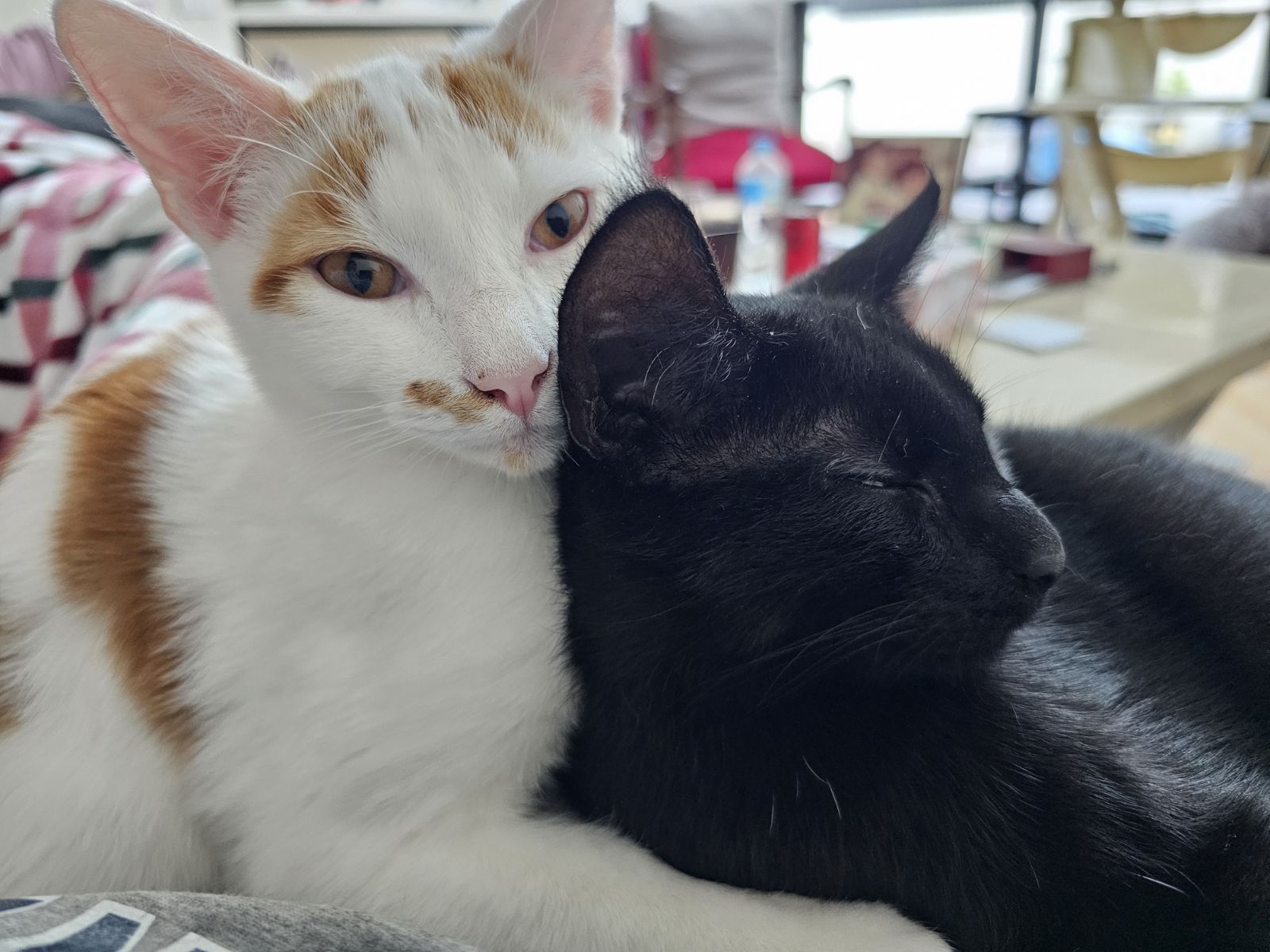 𝐇𝐚𝐩𝐩𝐲 𝐭𝐚𝐢𝐥𝐬 – 𝐬𝐰𝐞𝐞𝐭 𝐡𝐚𝐫𝐦𝐨𝐧𝐲 𝐚𝐭 𝐡𝐨𝐦𝐞