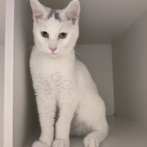 Lewis - super friendly older kitten