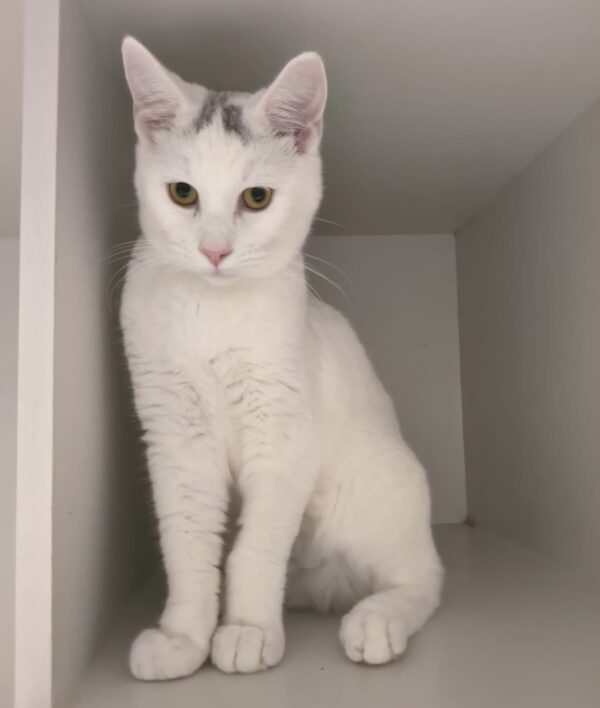Lewis - super friendly older kitten