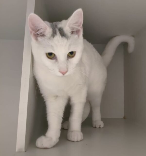 Lewis - super friendly older kitten - Image 2
