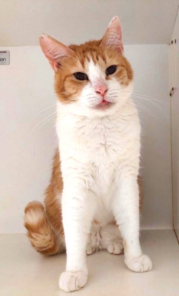 Mickey - cautious ginger boy - Image 3