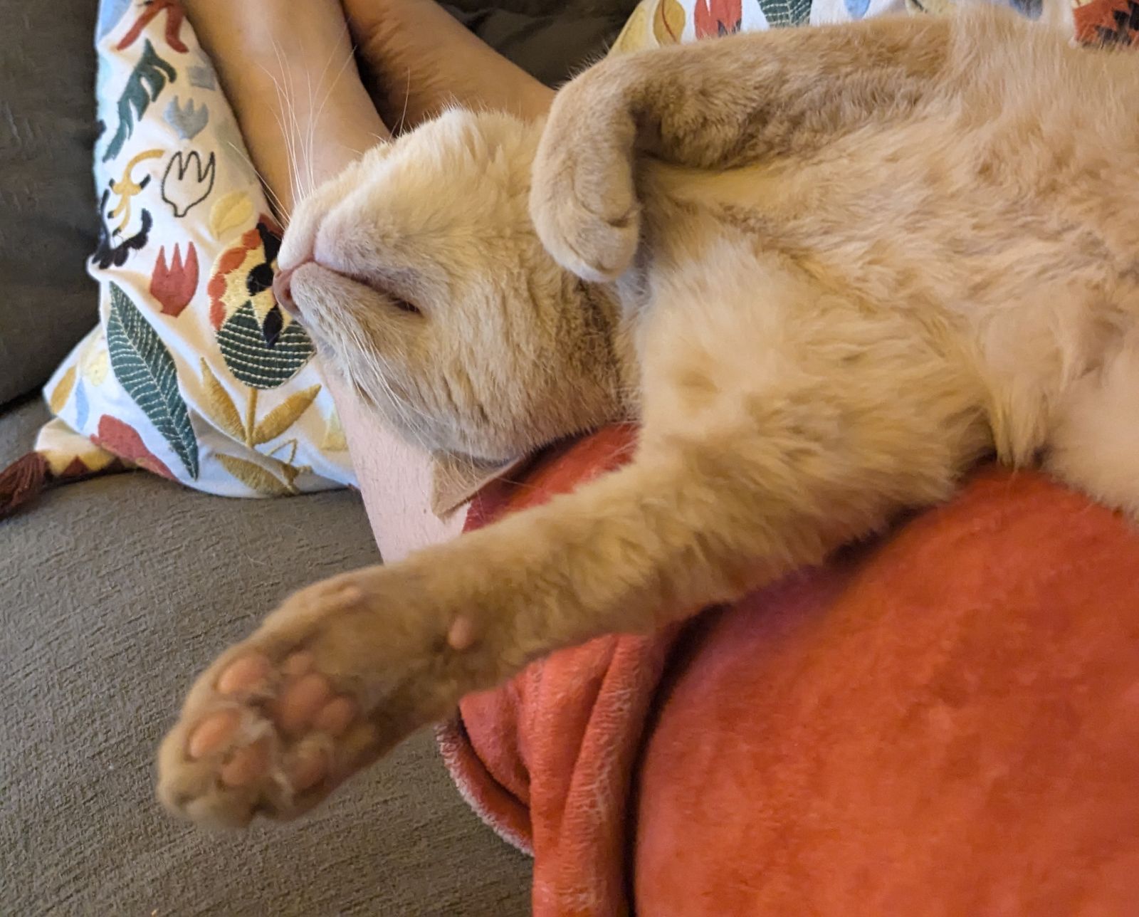 Happy tails – Jas & Jerry – already family