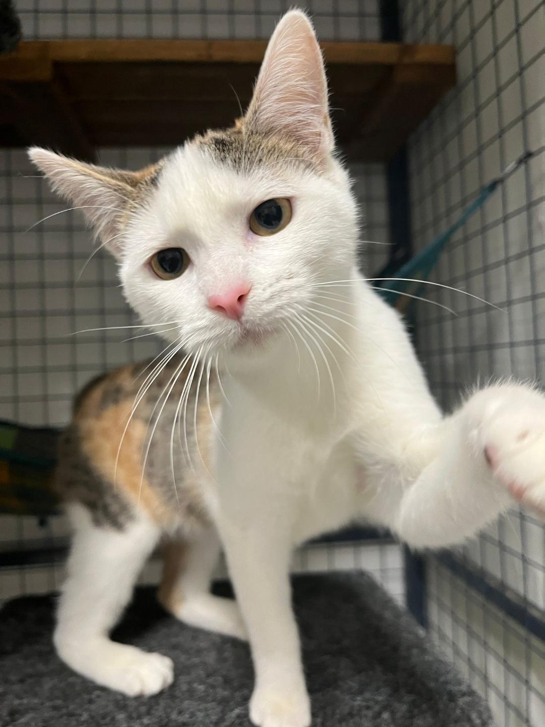 Pixie - confident and clever kitten