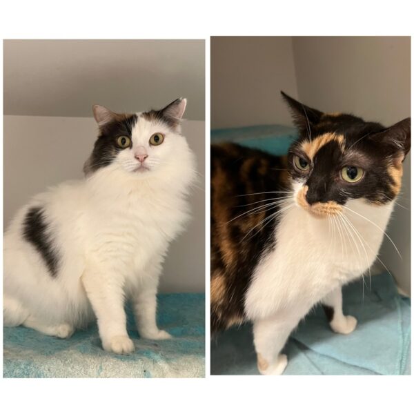 Rosie & Callie - need another chance - Image 6
