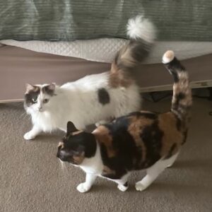 Rosie & Callie - need another chance