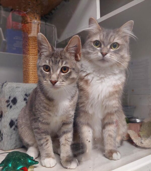 Velvet & Vo Vo - delightful mum and son