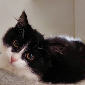 Amelia - sweet little cuddlebug