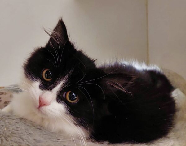Amelia - sweet little cuddlebug