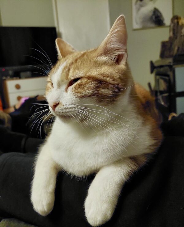 Cheddar - irresistibly charming - Image 3