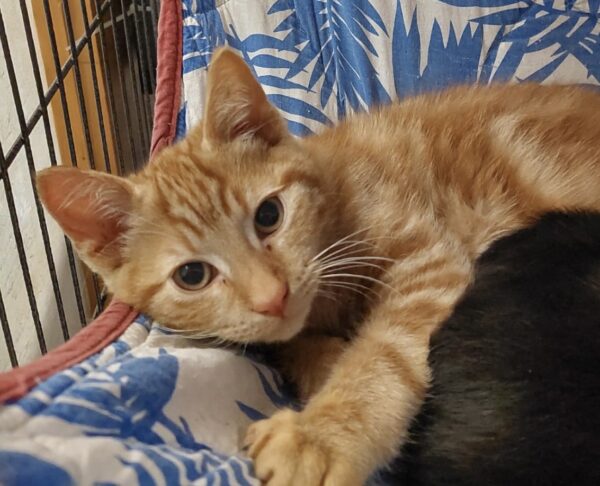 Rusty - well socialised and playful kitten - Image 2