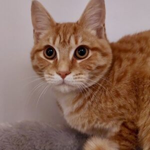 Griffin - loving little smoocher