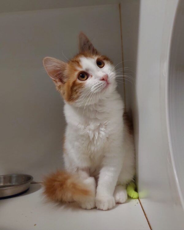 India & China - two beautiful kittens - Image 3