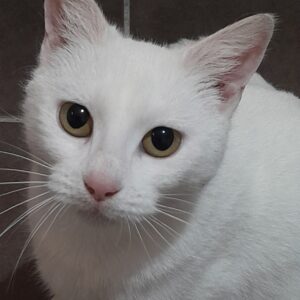 Antoinette - loyal companion