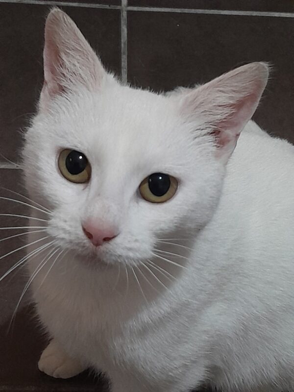Antoinette - loyal companion