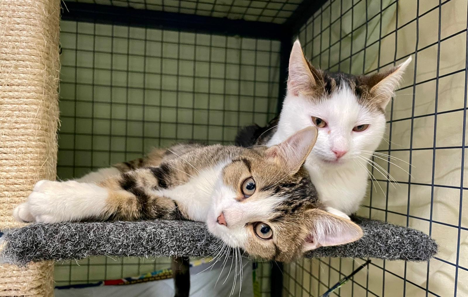 Lapis - affectionate kitten - Image 2