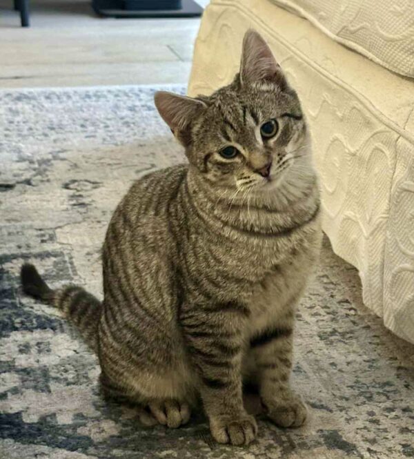 George - our curious explorer - Image 2