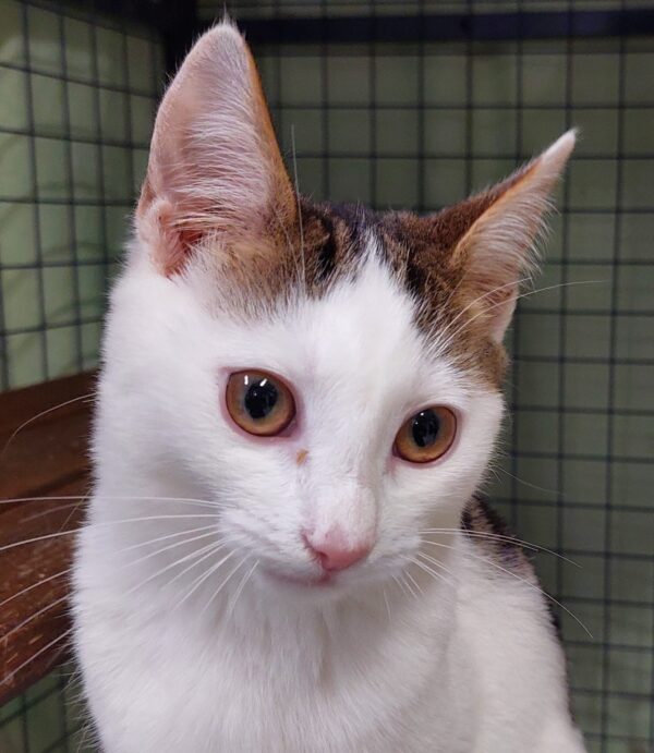 Coral - sweet and playful kitten