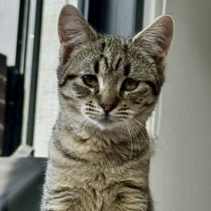 Hilda - gentle little purr-machine