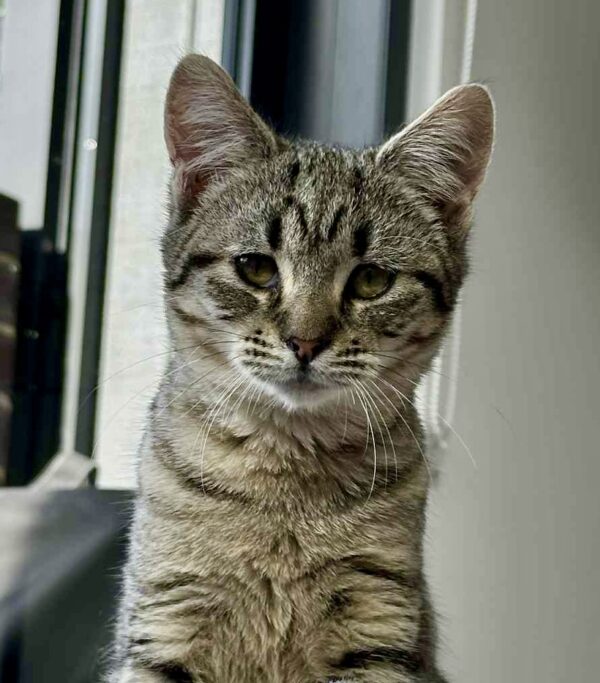 Hilda - gentle little purr-machine